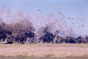 indawgyi-attraction-04